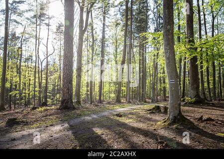 Bicycle trail in the forest on a sunny day Stock Photo