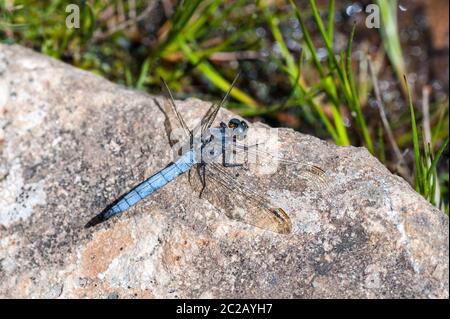 Keeled Skimmer dragonfly sunning on granite rock Stock Photo