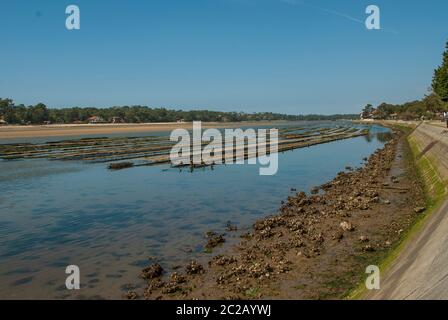 oyster farming in the Hossegor estuary Stock Photo