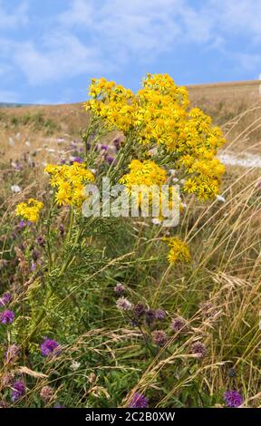 Common Ragwort (AKA Senecio jacobaea, Jacobaea vulgaris, Stinking willie, Benyon's delight) in a field in the countryside in Summer in West Sussex, UK Stock Photo