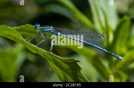 little blue dragonfly sits on a green leaf Stock Photo