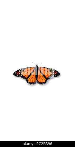 3D realistic Monarch Danaida butterfly social media cover. Highlights stories isolated white background template. Summer travel theme concept vector Stock Vector