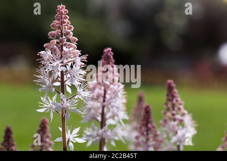 Foam flowers, Tiarella cordifolia Stock Photo