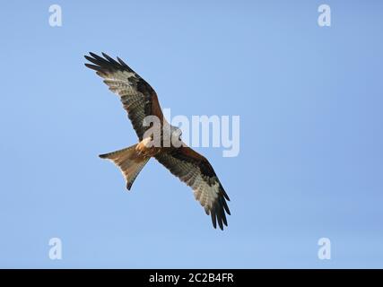 Red kite (Milvus milvus) flying Stock Photo