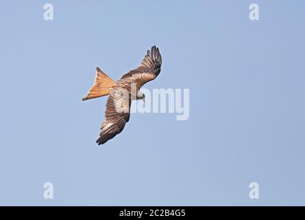 Red kite (Milvus milvus) flying Stock Photo