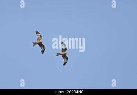 Two Red kites flying, under blue sky Stock Photo