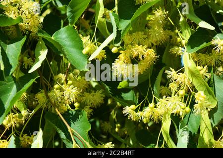 Bright golden yellow blooming and smelling flowers and linden blossoms on tree branches in summer. Colorful, unforgettable background with grones. Stock Photo