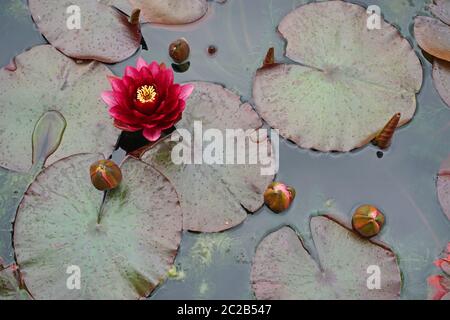 Nymphaea Attraction water lilylily pond Stock Photo