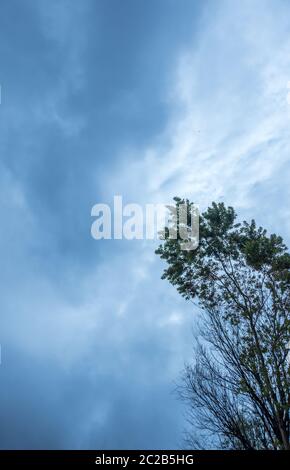 Branches of a tree silhouetted against a moody ominous sky image in vertical format with copy space Stock Photo