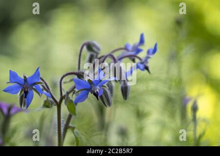 Borage flowers (Borago officinalis) Stock Photo