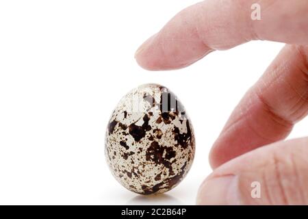 Standing quail egg on a white background, in a studio shot Stock Photo