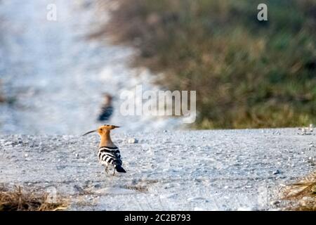 Eurasian hoopoe (Upupa epops)  in Jim Corbett National Park, India Stock Photo