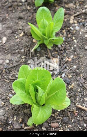 Little gem cos type lettuce, Lactuca sativa, variety Maureen growing in weed free soil with other lettuce plants blurred in the background. Stock Photo