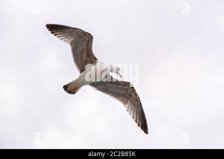 Seagull flock on blue sky background. Seagulls flying in sky. Flock of seagulls in sky Stock Photo