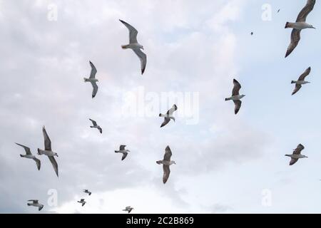 Seagull flock on blue sky background. Seagulls flying in sky. Flock of seagulls in sky Stock Photo