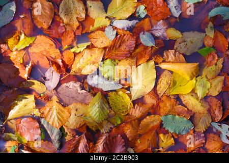 Natural background of colorful fallen leaves. Autumn leaves on a puddle in the sunlight Stock Photo