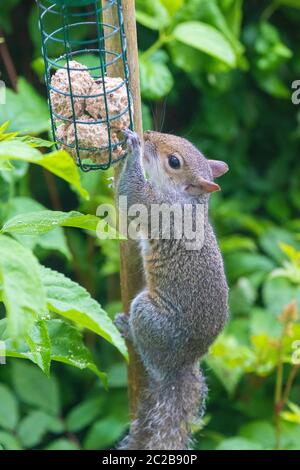 Squirrel eating from bird feeder Stock Photo