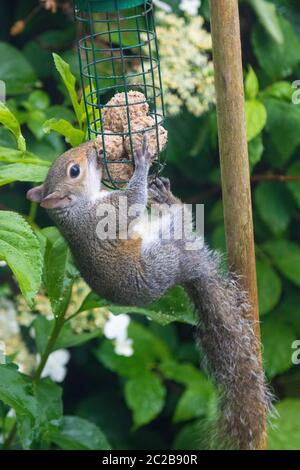 Squirrel eating from bird feeder Stock Photo