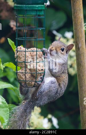 Squirrel eating from bird feeder Stock Photo