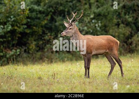 Red deer, Cervus elaphus, stag watching anxiously in the wilderness with copy space. Mammal standing on a clearing in autumn with blurred background Stock Photo