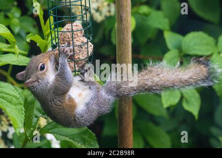 Squirrel eating from bird feeder Stock Photo