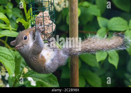 Squirrel eating from bird feeder Stock Photo