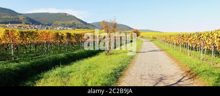 Weinberge Weyher in der Pfalz mit Herbstliche bunten Weinbergen Stock Photo