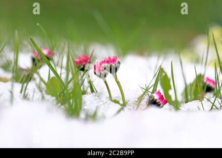 Daisies in the snow. Snowfall in spring Stock Photo