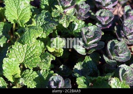 Young peppermint and lemon balm in spring. Young fresh herbs Stock Photo