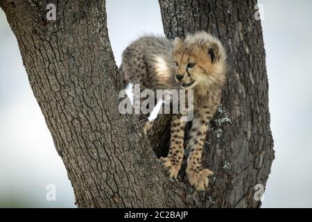 Cheetah cub stands in tree looks down Stock Photo