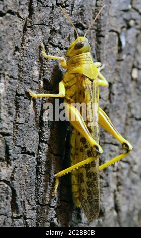 Macro image of a desert locust Schistocerca gregaria Stock Photo