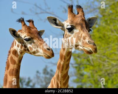 Closeup of two giraffes Stock Photo