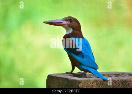 White-throated Kingfisher perched on branch with blur green background Stock Photo