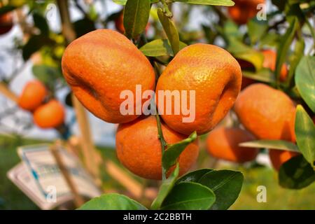 Oranges are hanging from the branches at Darjeeling , Darjeeling oranges are famous all over the world. Stock Photo