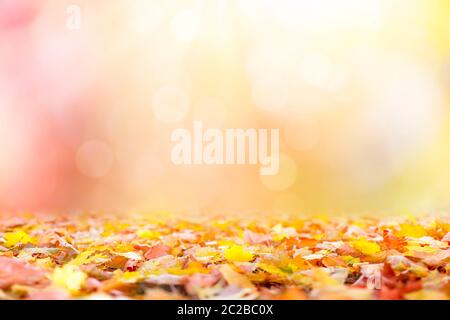 Abstract autumn background with multi colored leaves Stock Photo