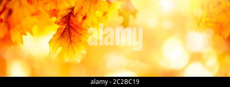 Abstract autumn background with multi colored leaves Stock Photo