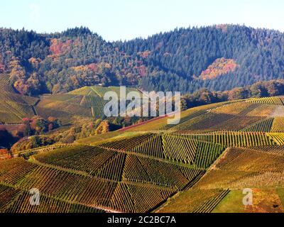 South german landscape with vineyard in autumn colors and autumn forest in the background Stock Photo
