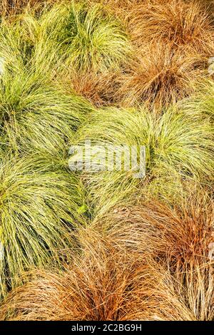 New Zealand Hair Sedge Carex comans Stock Photo