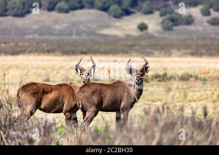 male of endemic very rare Mountain nyala, Tragelaphus buxtoni, big antelope in Bale mountain National Park, Ethiopia, Africa wildlife Stock Photo