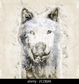 Digital artistic Sketch, based on a self-created 3D Illustration of a Wolf, Model-Release or Propert Stock Photo