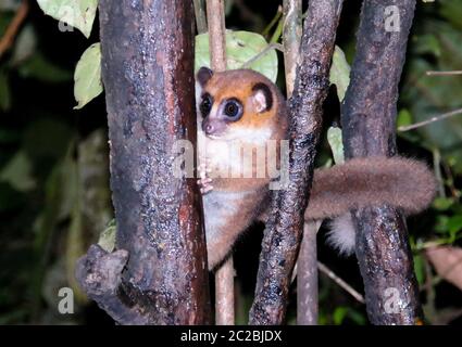 Night Portrait of the brown mouse lemur Microcebus rufus aka eastern rufous or russet in Ranomafana, Fianarantsoa, madagascar Stock Photo