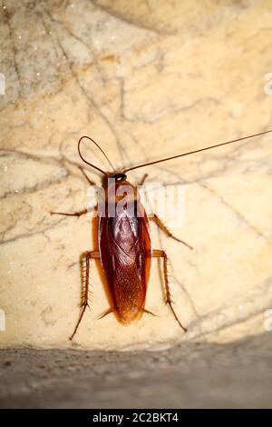 Cockroach runs up a wall Stock Photo