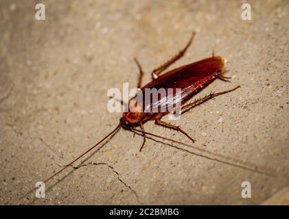 Cockroach runs up a wall Stock Photo