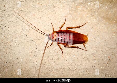 Cockroach runs up a wall Stock Photo