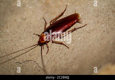 Cockroach runs up a wall Stock Photo