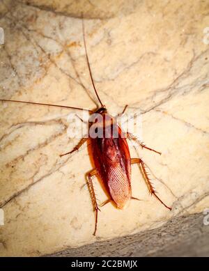 Cockroach runs up a wall Stock Photo