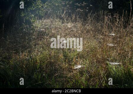 Long grass full of a network of cobwebs, covered in dew drops and backlit by the sun Stock Photo