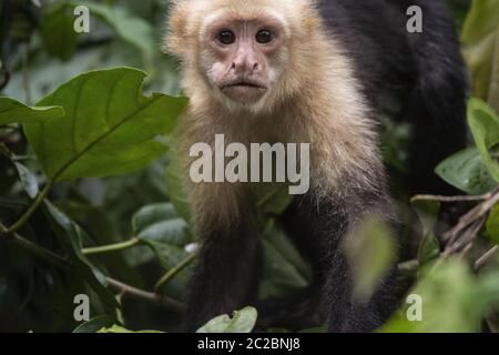 White-Throated Capuchin Monkey, Cebus capucinus, Cebidae, Sierpe River, Sierpe, Costa Rica, Centroamerica Stock Photo