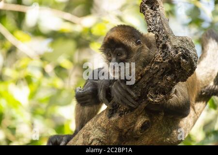 Central American Spider Monkey, Ateles geoffroyi, Cebidae, Costa Rica, Centroamerica Stock Photo