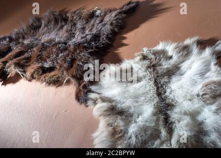 hunting trophy texture animal skin fur on the wall, interior